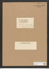 Colletonema amphioxys (Ehr.) Kuetz (de-Toni-Nr.: Genus 18, Species 1156) Zeichnungen Sammlung Grunow Nr. 2251 (NHMW-BOT-W0369352)